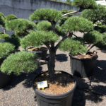 1755 - Borovice lesn&iacute; - Pinus sylvestris