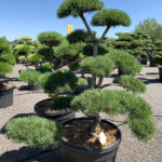 1756 - Borovice lesn&iacute; - Pinus sylvestris