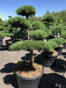 1764 - Borovice lesní - Pinus sylvestris