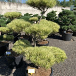 1765 - Borovice hustokvět&aacute; - Pinus densiflora 'Oculus-draconis'