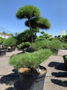 1769 - Borovice lesní - Pinus sylvestris
