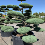 1773 - Jalovec prostředn&iacute; - Juniperus media 'Hetzii'