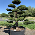 1774 - Tis červen&yacute; - Taxus baccata