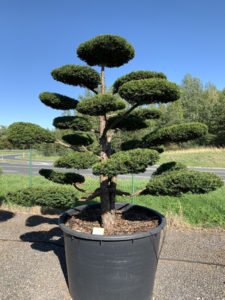 1774 - Tis červený - Taxus baccata