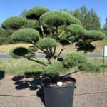 1775 - Borovice lesn&iacute; - Pinus sylvestris