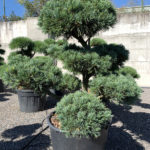 1776 - Borovice drobnokvět&aacute; - Pinus parviflora 'Glauca'