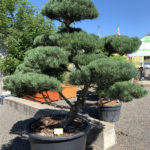 1781 - Borovice lesn&iacute; - Pinus sylvestris 'Norske Typ'