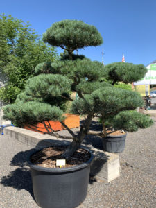 1781 - Borovice lesní - Pinus sylvestris 'Norske Typ'