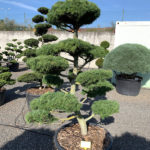 1783 - Modř&iacute;n japonsk&yacute; - Larix kaempferi