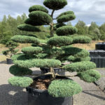 1787 - Jalovec prostředn&iacute; - Juniperus media 'Hetzii'