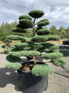 1787 - Jalovec prostřední - Juniperus media 'Hetzii'
