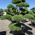 1789 - Borovice lesn&iacute; - Pinus sylvestris