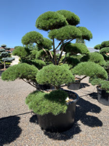 1789 - Borovice lesní - Pinus sylvestris