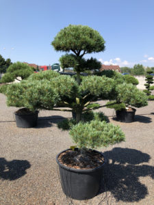 1791 - Borovice drobnokvětá - Pinus parviflora 'Glauca'