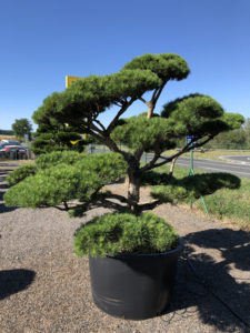 1792 - Borovice lesní - Pinus sylvestris 'Norske Typ'
