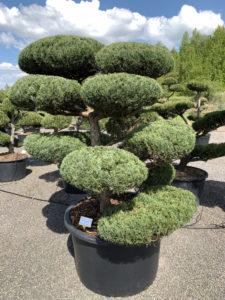 1794 - Jalovec viržinsk&yacute; - Juniperus virginiana 'Blue Mountain'