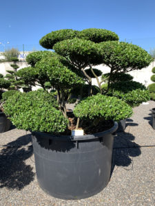 1796 - Cesmína vroubkovaná - Ilex crenata 'Convexa'