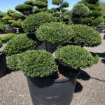 1798 - Cesm&iacute;na vroubkovan&aacute; - Ilex crenata 'Green Lustre'