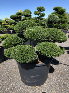 1798 - Cesmína vroubkovaná - Ilex crenata 'Green Lustre'