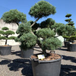 1799 - Borovice drobnokvět&aacute; - Pinus parviflora 'Glauca'