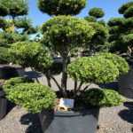 1805 - Cesm&iacute;na vroubkovan&aacute; - Ilex crenata