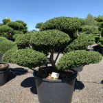 1807 - Cesm&iacute;na vroubkovan&aacute; - Ilex crenata 'Convexa'