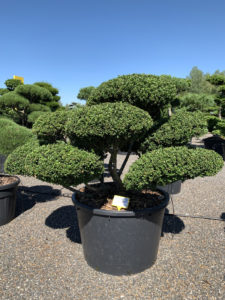 1807 - Cesm&iacute;na vroubkovan&aacute; - Ilex crenata 'Convexa'