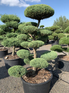 1810 - Jalovec prostřední - Juniperus media 'Hetzii'