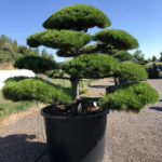 1813 - Borovice čern&aacute; prav&aacute; - Pinus nigra nigra