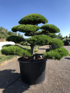 1813 - Borovice černá pravá - Pinus nigra nigra