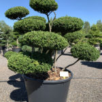 1818 - Cesm&iacute;na vroubkovan&aacute; - Ilex crenata 'Convexa'