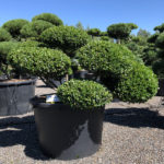 1820 - Cesm&iacute;na vroubkovan&aacute; - Ilex crenata 'Green Lustre'