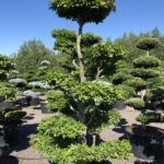 1827 - Buk lesn&iacute; - Fagus sylvatica