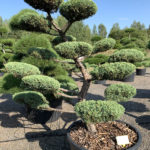 1830 - Jalovec prostředn&iacute; - Juniperus media 'Hetzii'