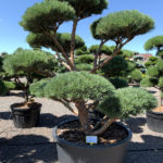 1833 - Borovice lesn&iacute; - Pinus sylvestris 'Watereri'