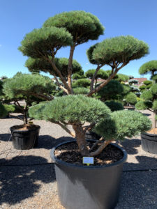 1833 - Borovice lesní - Pinus sylvestris 'Watereri'