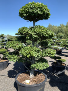1834 - Buk lesní - Fagus sylvatica
