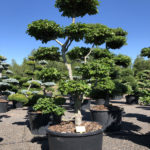 1835 - Buk lesn&iacute; - Fagus sylvatica