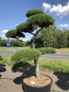 1841 - Borovice černá pravá - Pinus nigra nigra
