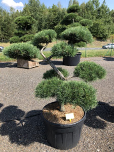 1845 - Borovice lesní - Pinus sylvestris
