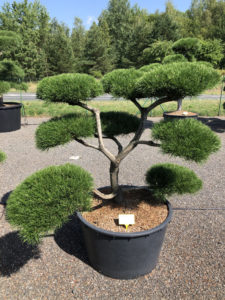 1846 - Borovice pokroucená - Pinus contorta