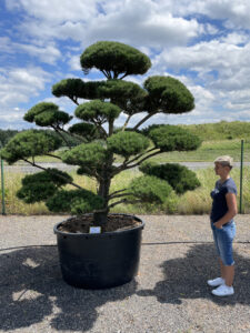1851 - Borovice lesní - Pinus sylvestris