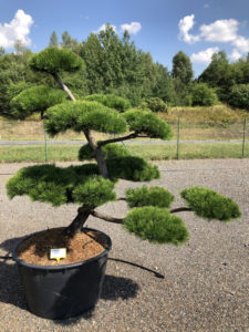 1861 - Borovice pokroucená - Pinus contorta