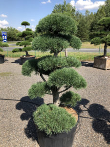 1864 - Borovice lesní - Pinus sylvestris