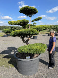 1869 - Tis červený - Taxus baccata 'Aurea'