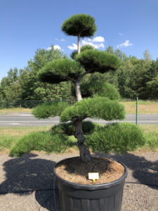 1879 - Borovice černá pravá - Pinus nigra nigra