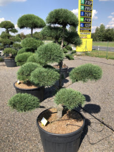 1883 - Borovice lesní - Pinus sylvestris