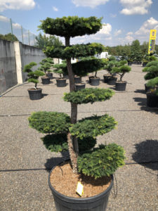 1900 - Tis červený - Taxus baccata 'Dovastoniana'