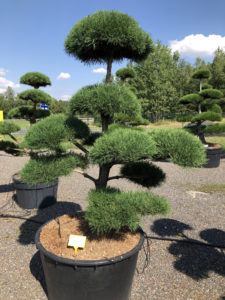 1918 - Borovice lesní - Pinus sylvestris