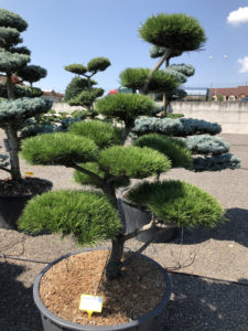 1919 - Borovice pokroucená - Pinus contorta